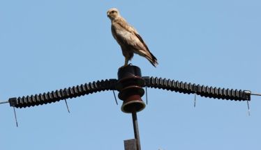 защита ЛЭП от птиц